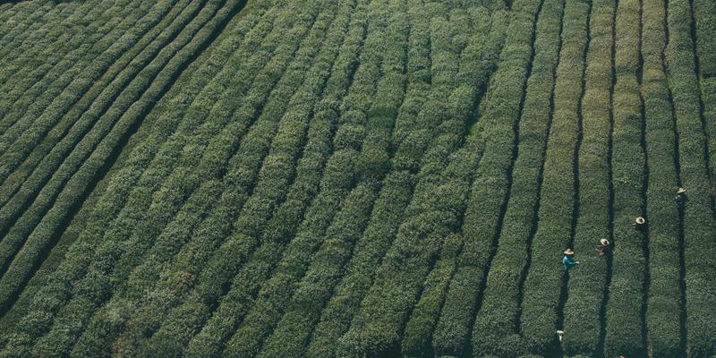 生物科技赋能营养补充：在生物安全与伦理边界中寻找健康解决方案