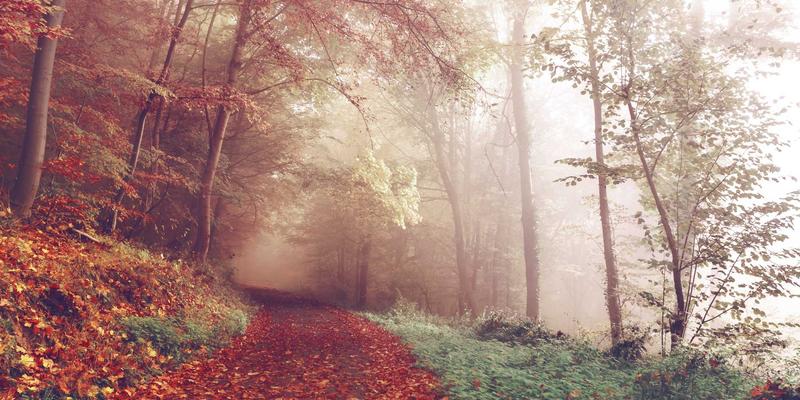 重塑生命蓝图：组织工程与3D生物打印如何引领器官修复与再生医学的健康解决方案